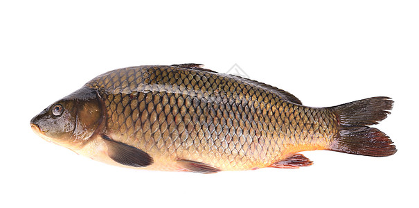 近距离接近的鲤鱼尾巴营养鱼科标本动物海鲜钓鱼饮食皮肤渔业图片