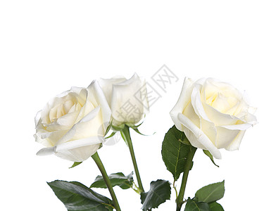 白色的三朵玫瑰花束团体工作室背景图片
