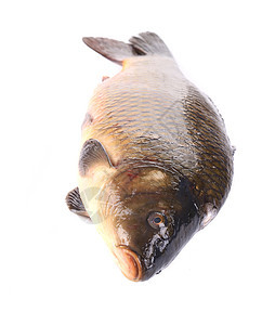 近距离接近的鲤鱼腹部营养尾巴海鲜皮肤标本钓鱼渔业鱼科动物图片