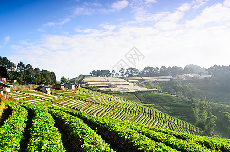 草莓田天空农业植物部落田园水果场地场景种植园城市图片