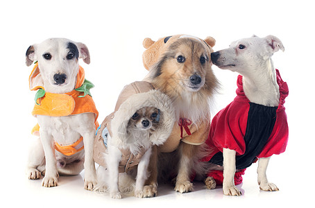 身着便装的狗幽默犬类牧羊犬外套戏服团体宠物奇装异服动物图片