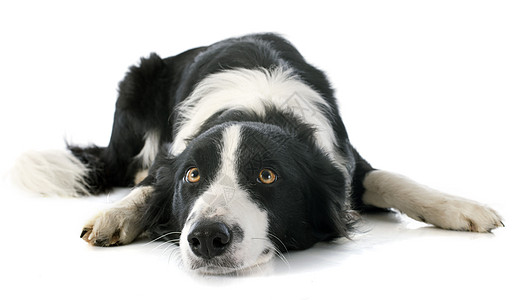 边边框collie黑色宠物女性睡眠犬类动物牧羊犬白色图片