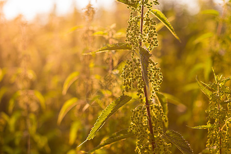 特写林中织植物图片