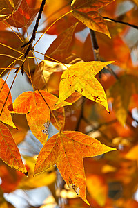 秋红叶彩色枫叶枫树瀑布树叶背景落叶红色颜色季节图片