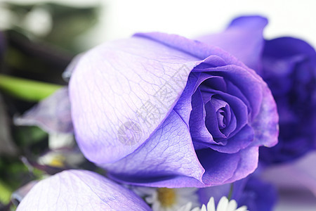 美丽的紫花玫瑰的宏背景季节婚礼周年玫瑰庆典薰衣草礼物纪念日异国花瓣图片