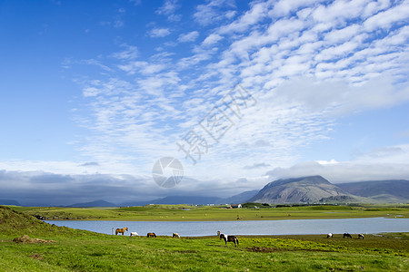 无动于衷美丽的湖在山地背景之下 冰岛 夏天好池塘花朵土地场地天气火山村庄农村岩石旅游背景
