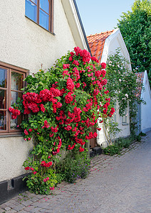 瑞典城镇维斯比 以玫瑰闻名图片