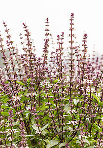 以巴西和开花盟誓芳香绿色紫色草本药品花园烹饪小枝医疗树叶图片