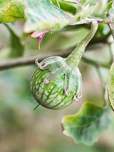 绿蟑螂在树上食品蔬菜文化营养农场椭圆形蟑螂绿色热带浆果图片