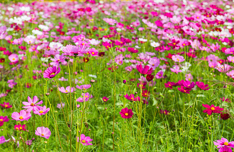 粉粉宇宙花朵季节菊科森林场地草地叶子公园植物群农村花瓣背景图片