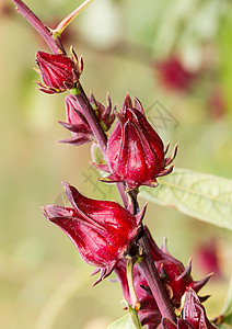 玫瑰花团体植物花瓣叶子药品食物异国蔬菜情调图片