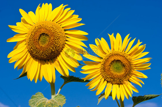 向日向阳光植物学植物太阳活力黄色绿色植物群晴天叶子图片