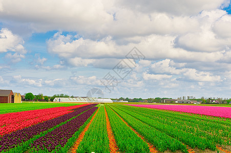 Tullips 字段百合农田草地农家温室生长种植园房子花园农场图片