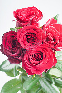 五朵红玫瑰花束纪念日植物植物群团体热情工作室花瓣照片红色图片