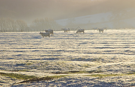 冷冻的牛群 科茨狼人图片