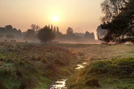 早上在英国乡村的迷雾中图片