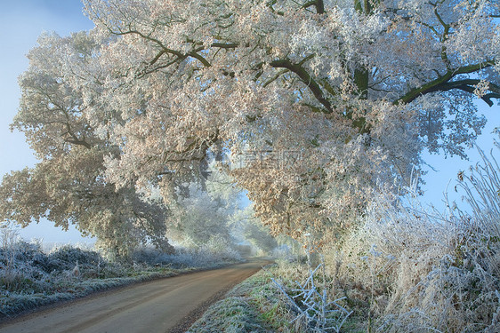 科茨狼人风景车道英语天气乡村旅行橡木树篱季节性季节图片
