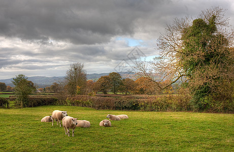 羊背景带绵羊的Shropshire农村背景