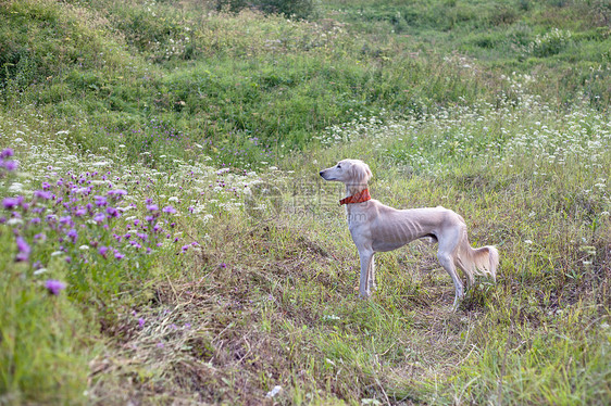 站立白白沙露棕色白色猎犬黄色绿色水平花朵黑色场地动物图片