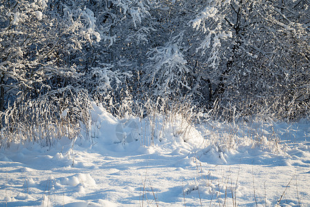 冬季森林中冻结的树木图片