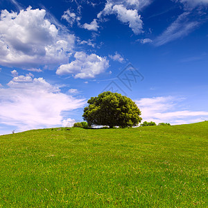 带橡树的加利福尼亚草地山丘陵草地风景天空景点草原橡木国家牧场荒野图片