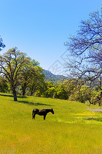 加州草原草原上的黑马国家农村农场农田奶制品土地牧场哺乳动物草地动物图片