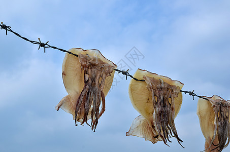 干斑章鱼营养细绳铁丝网传统乌贼旅行海鲜海洋美食热带图片