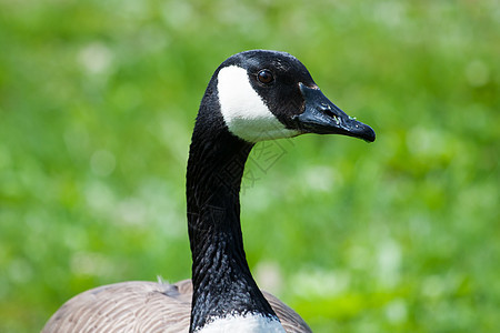 加拿大鹅肖像农场家畜人像反思湖泊池塘水平鸟类动物图片