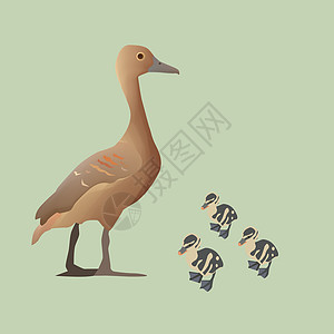 铁鸭生物野鸟野生动物生物学动物艺术品蓝绿色插图艺术图片