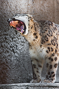 雪豹动物园捕食者毛皮野生动物猫科白色动物豹属哺乳动物斑点图片