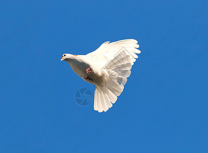 白鸽空气蓝色航班自由羽毛动物翅膀希望天空白色图片