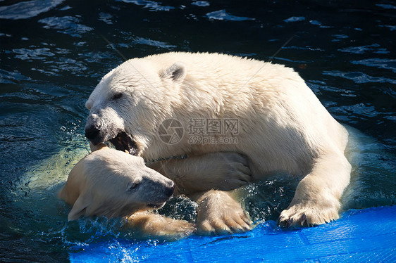 北极熊力量捕食者动物濒危游泳荒野毛皮猎人爪子野生动物图片