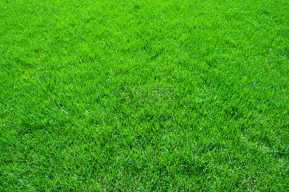 绿草院子环境草地草原边缘生长绿色植物草皮植物场地图片