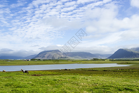 美丽的湖在山地背景之下 冰岛 夏天好乡村全景晴天旅游池塘太阳花朵旅行场地天气图片