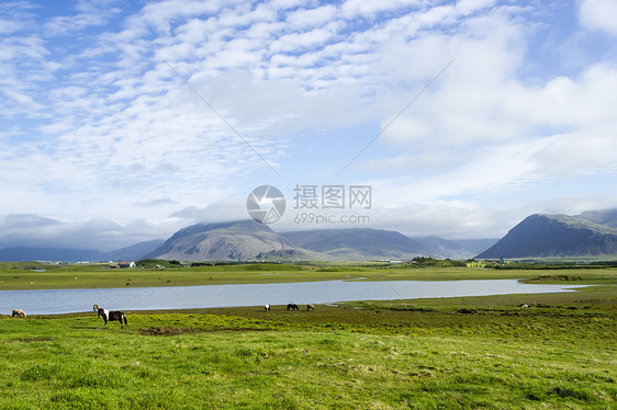 美丽的湖在山地背景之下 冰岛 夏天好乡村全景晴天旅游池塘太阳花朵旅行场地天气图片