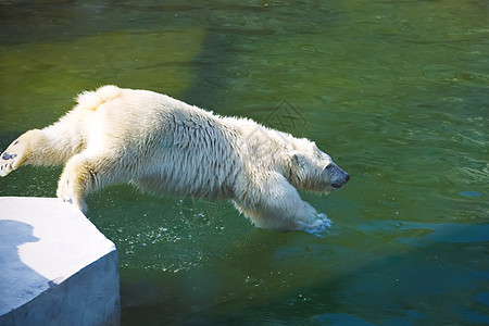 北极熊毛皮野生动物荒野爪子哺乳动物捕食者力量幼兽濒危婴儿图片