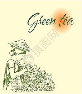 绿茶和黑茶标签生长剪影高地闲暇植物草地天空女士叶子土地图片
