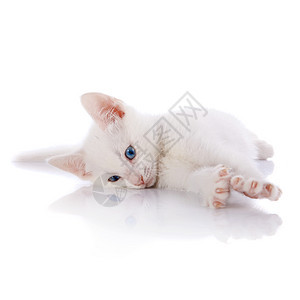 蓝眼睛的白小猫 躺在白色背景上脊椎动物友谊好奇心农场婴儿动物爪子乐趣兽医毛皮图片