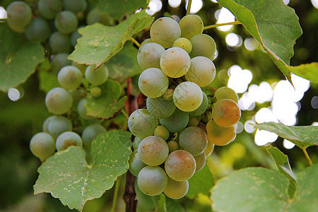 白葡萄团准备收割村庄食物叶子酒精葡萄园生长植物水果藤蔓收成图片