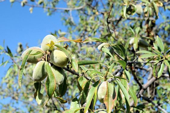 未完成批次修剪水果饮食果汁食物农业植物营养甜点生产图片