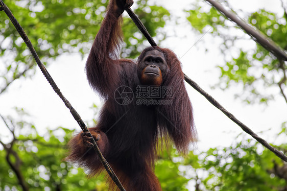 婆罗洲奥兰古人野生动物濒危动物公园雨林荒野原始人灵长类动物园物种图片