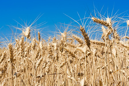 小麦田谷物植物蓝色土地稻草金子农场面包太阳农田图片