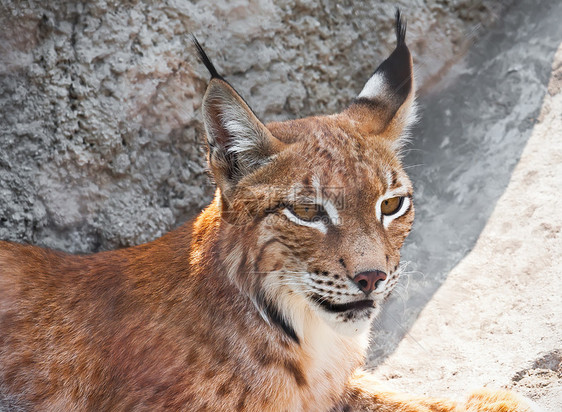 Lynx 林克毛皮捕食者野猫动物外套野生动物危险食肉荒野哺乳动物图片