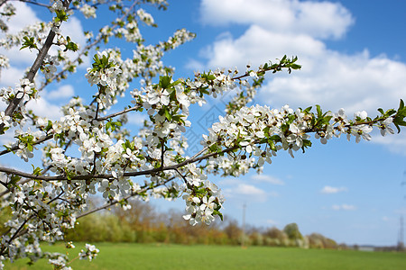 鲜花樱桃分支生活花园场地花瓣植物群季节生长植物蓝色植物学图片