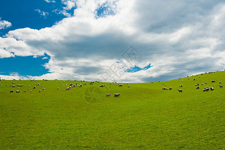 新西兰的羊群乡村草地场地羊毛农村牧场羊肉绿色哺乳动物农场图片