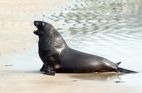 海狮狮子荒野海岸支撑脚蹼野生动物成人海狗动物哺乳动物海藻图片