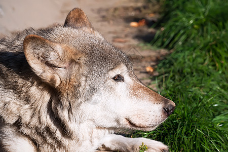 狼犬类危险猎人灰色狼疮动物野生动物哺乳动物毛皮捕食者图片