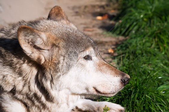狼犬类危险猎人灰色狼疮动物野生动物哺乳动物毛皮捕食者图片