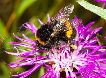 大黄蜂翅膀头发蜜蜂动物宏观漏洞花粉毛皮工人野生动物图片
