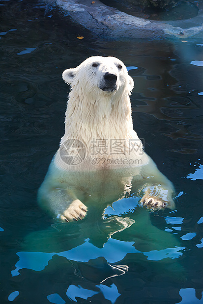 北极熊游泳动物园动物哺乳动物毛皮猎人食肉荒野捕食者野生动物图片
